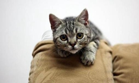 美國剛毛貓不會上廁所怎么辦 美國剛毛貓上廁所訓(xùn)練