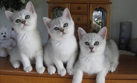 波米拉貓怎么訓練 波米拉貓訓練技巧