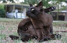 緬甸貓會自己上廁所嗎 緬甸貓上廁所訓(xùn)練