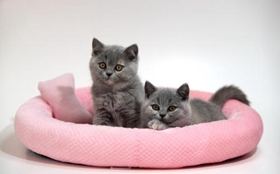 卡爾特貓犯錯怎么訓斥 卡爾特貓犯錯訓斥方法