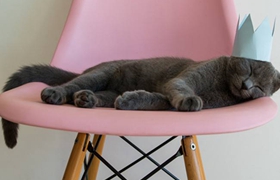 卡爾特貓怎么裝死 卡爾特貓裝死訓練