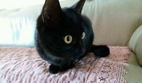 孟買貓咬人怎么辦 孟買貓不咬人訓練方法