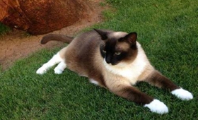 雪鞋貓怎么訓練裝死 雪鞋貓裝死訓練