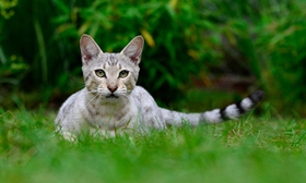 熱帶草原貓不睡貓窩怎么辦 熱帶草原貓睡貓窩訓(xùn)練