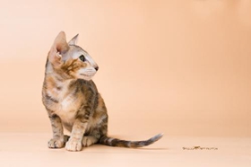 東方貓亂撒尿怎么辦 亂撒尿制止方法