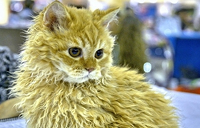 如何訓(xùn)練德文卷毛貓站起來 德文卷毛貓站立訓(xùn)練