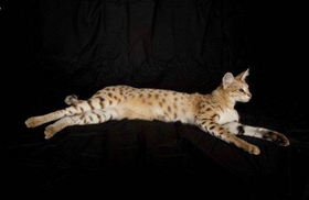 熱帶草原貓不會(huì)游泳怎么辦 熱帶草原貓游泳訓(xùn)練