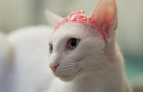 怎么訓練東方貓不上床 東方貓不上床訓練