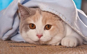 卡爾特貓不會用馬桶怎么訓(xùn)練 馬桶使用訓(xùn)練方法