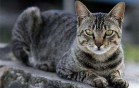 如何訓(xùn)練美國剛毛貓裝死 美國剛毛貓裝死訓(xùn)練