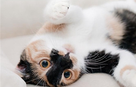 雪鞋貓不聽話怎么辦 不聽話訓斥注意事項