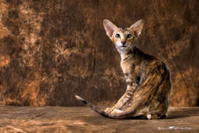 東方貓如何訓練 東方貓訓練方法