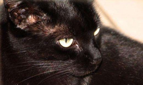 怎么訓練孟買貓用貓砂 貓砂使用方法