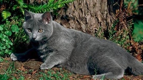 沙特爾貓怎么訓練 沙特爾貓訓練原則介紹