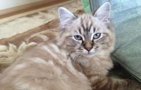 拉邦貓怎么訓(xùn)練 拉邦貓訓(xùn)練注意事項