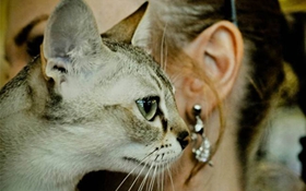 新加坡貓會跳環嗎 新加坡貓跳環訓練