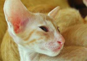 東方貓會擊掌嗎 訓練東方貓學擊掌技巧