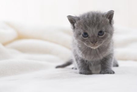 如何防止沙特爾貓抓墻 沙特爾貓不抓墻訓練方法