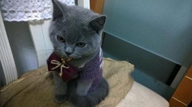 卡爾特貓怕水怎么辦 卡爾特貓卡水訓練方法