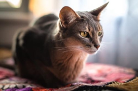 阿比西尼亞貓?jiān)趺从?xùn)練 阿比西尼亞貓訓(xùn)練注意事項(xiàng)