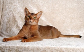 阿比西尼亞貓咬人怎么辦 阿比西尼亞貓不咬人訓練