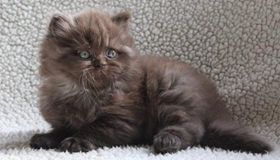 怎么訓(xùn)練英國(guó)長(zhǎng)毛貓上廁所 英國(guó)長(zhǎng)毛貓上廁所訓(xùn)練方法