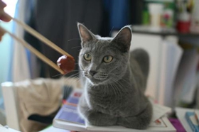 如何訓練沙特爾貓用貓砂 沙特爾貓貓砂使用教學