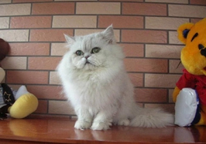 襤褸貓怎么養 襤褸貓飼養方法