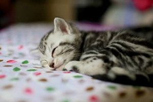 怎么給貓咪喂奶 小奶貓喂奶方法