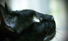 如何訓練孟買貓不亂抓東西 孟買貓亂抓東西解決辦法