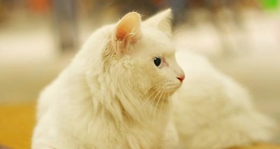 如何訓(xùn)練山東獅子貓不認(rèn)生