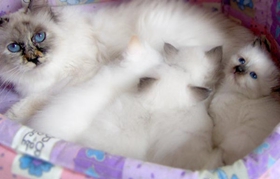 如何訓(xùn)練伯曼貓聽(tīng)話 溫柔貓咪訓(xùn)練養(yǎng)成法