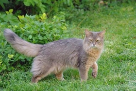 索馬里貓怎么訓練 索馬里貓訓練方法