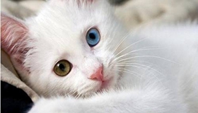 土耳其梵貓犯錯(cuò)怎么調(diào)教 土耳其梵貓四個(gè)調(diào)教方法