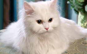 如何訓練安哥拉貓不抓家具