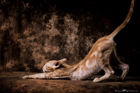 東方短毛貓怎么變乖巧 東方短毛貓訓練技巧