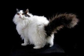 怎么訓練塞爾凱克卷毛貓睡貓窩