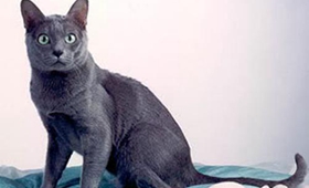 怎么教科拉特貓用貓砂 科拉特貓用貓砂訓練法