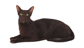 哈瓦那棕貓怎么訓練 哈瓦那棕貓訓練注意事項