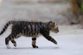 怎么訓練貍花貓坐下 中國貍花貓聽話訓練