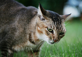 怎么訓練索馬里貓握手 索馬里貓握手訓練方法