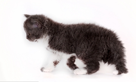 如何訓(xùn)練塞爾凱克卷毛貓不咬人 經(jīng)常修剪指甲