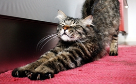 如何訓練挪威森林貓不怕水 貓咪怕水訓練