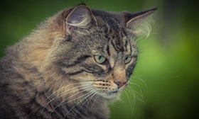 怎么訓練威爾斯貓 五招換回乖乖威爾斯貓