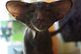 東方短毛貓怕水怎么辦 貓咪怕水訓練技巧