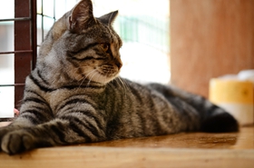 如何訓練美國短毛貓聽懂指令 美短指令訓練技巧