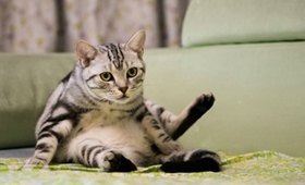 美國短毛貓喜歡抓沙發怎么辦 訓練美短不亂抓沙發