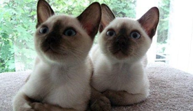 東奇尼貓不聽話怎么辦 聽話東奇尼貓訓練