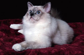 如何教威爾斯貓?zhí)h(huán) 威爾斯貓?zhí)h(huán)訓練