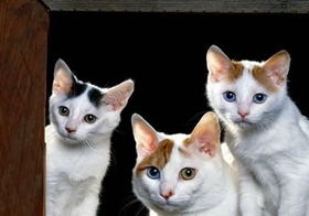 怎么訓(xùn)練土耳其梵貓不跳上床 土耳其梵貓不跳上床訓(xùn)練